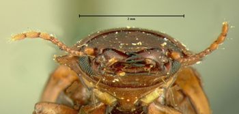 Media type: image;   Entomology 107 Aspect: head frontal view